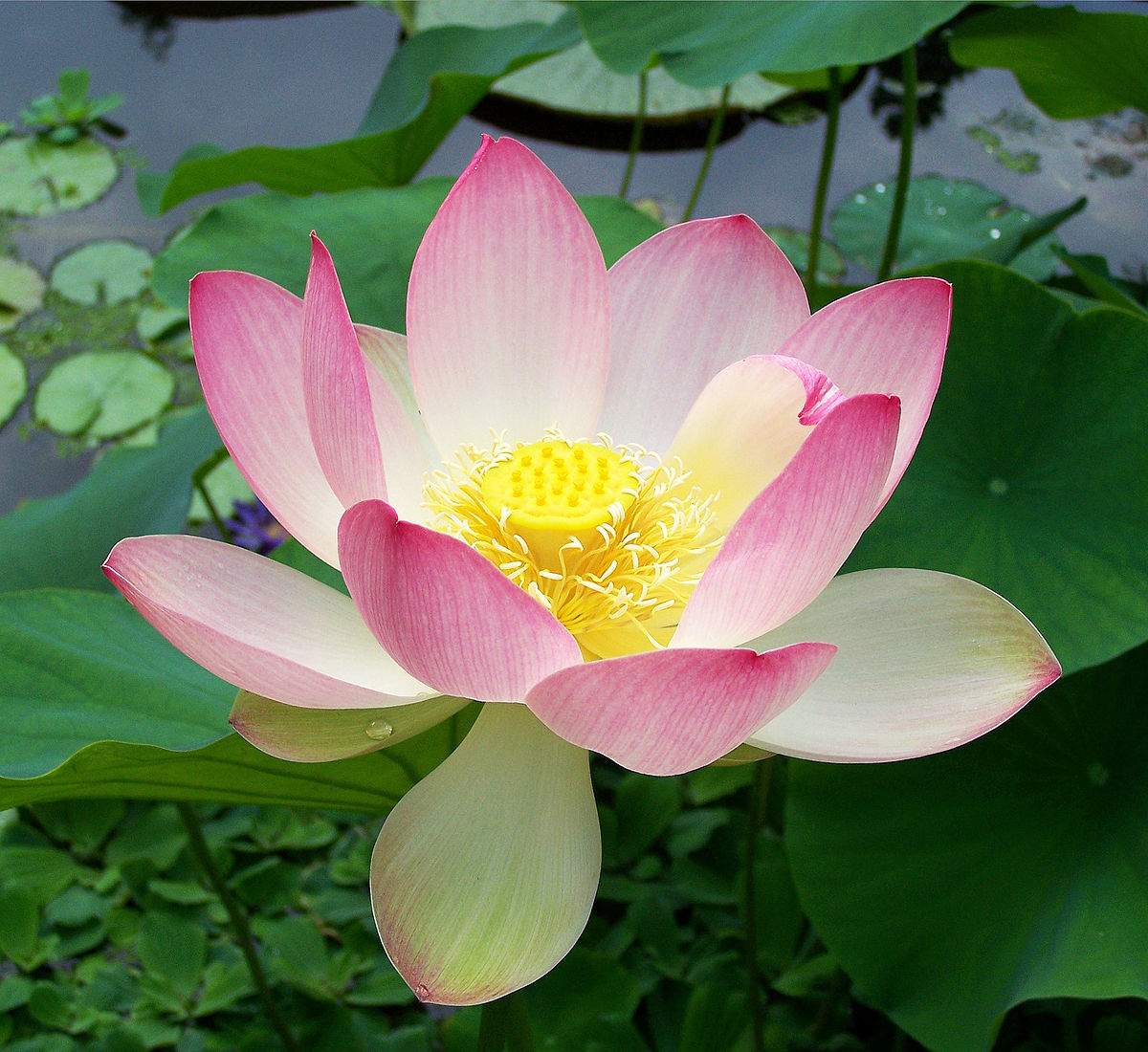 The Lotus Meaning