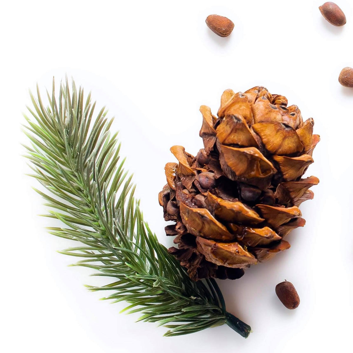 Cedarwood Essential Oil